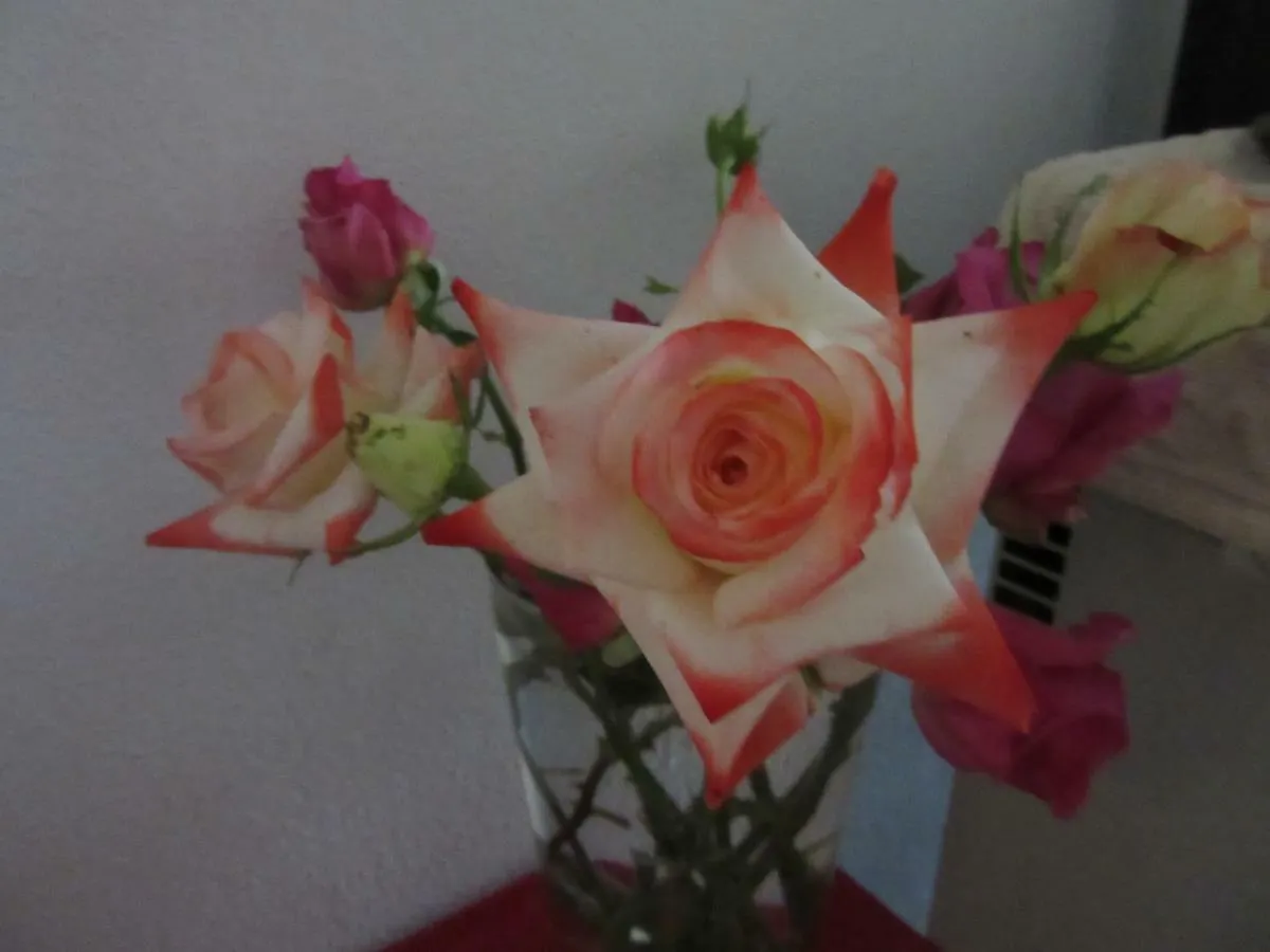 Nenna Apartment Olbia Homestay